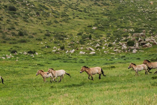 1 Day Semi-Gobi Tour Including Lunch And Free Camel +Bonus Khustai National Park - Nomad family visit: culture, traditions, and real questions