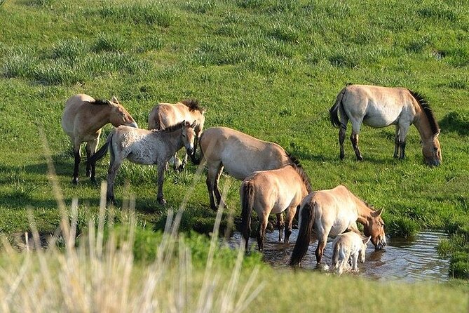 1 Day Semi-Gobi Tour Including Lunch And Free Camel +Bonus Khustai National Park - Khustai National Park: wild Przewalski horses and real wildlife time