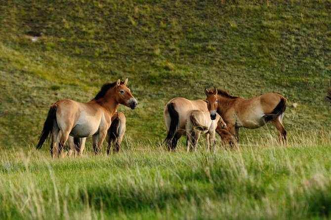 1 Day Tour: Khustai National Park - Key highlights to know before you go