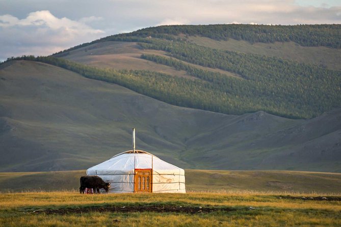 1 Day Tour: Khustai National Park - Practical expectations: group size, duration, and comfort