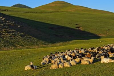 1 Day Tour: Khustai National Park - Stop 1 at Khustain Nuruu: what you do once you arrive