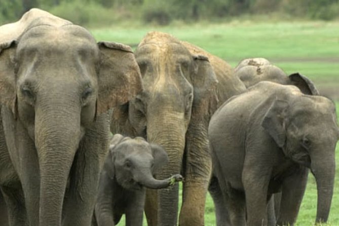 1 Day tour to Yala National Park or Udawalawe National Park - Price and value: why $85 might be a bargain—or a partial picture