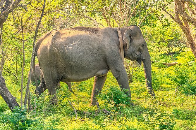 1 Day tour to Yala National Park or Udawalawe National Park - The park setup: what “4 hours” really means for your safari time