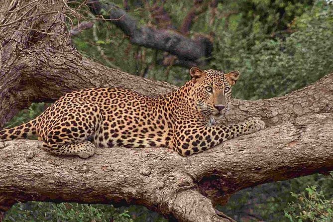 1 Day tour to Yala National Park or Udawalawe National Park - Yala National Park: wildlife variety and bird chances