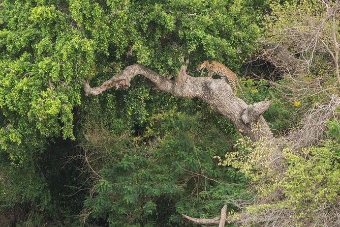 1 Day tour to Yala National Park or Udawalawe National Park - Udawalawe National Park: elephant odds are the headline