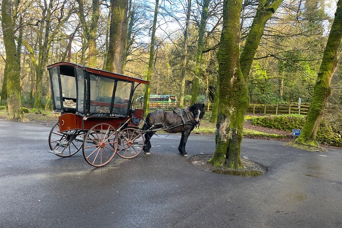 1 Hour Guided Carriage Tour in Killarney National Park - A 1-hour carriage that covers the best of Killarney National Park