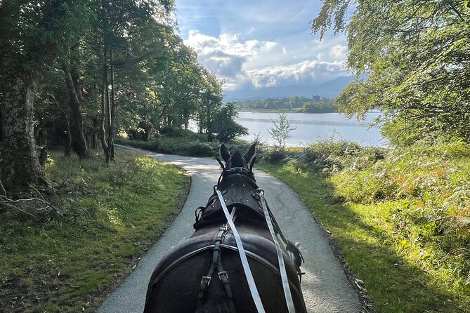 1 Hour Guided Carriage Tour in Killarney National Park - Where to meet: Killarney Tourist Information Centre and pickup options