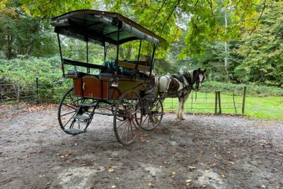 1 Hour Guided Carriage Tour in Killarney National Park - Price and timing: why it feels like solid value