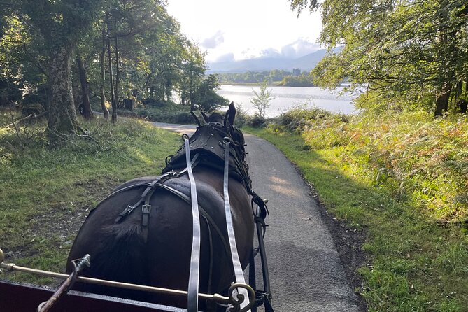1 Hour Guided Carriage Tour in Killarney National Park - What makes this tour feel relaxing instead of rushed
