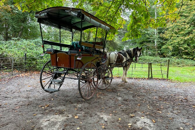 1 Hour Guided Carriage Tour in Killarney National Park - Price and timing: why it feels like solid value