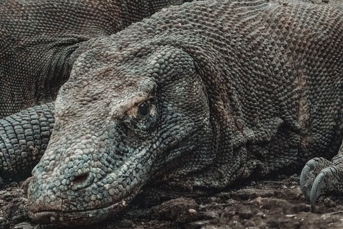 2-Day Komodo National Park and Rinca Island Wildlife Adventure from Bali - Komodo in 48 Hours: what you’re signing up for