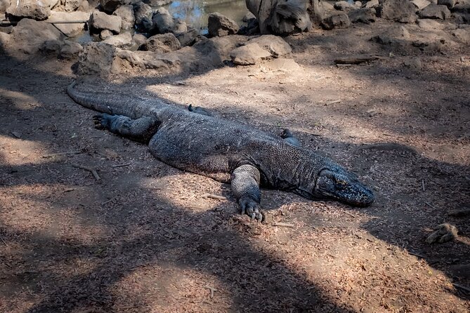 2-Day Komodo National Park and Rinca Island Wildlife Adventure from Bali - Rinca Island hike: the dragon walk you came for