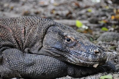 2-Day Komodo National Park and Rinca Island Wildlife Adventure from Bali - From Denpasar to Komodo waters: how the timing actually works