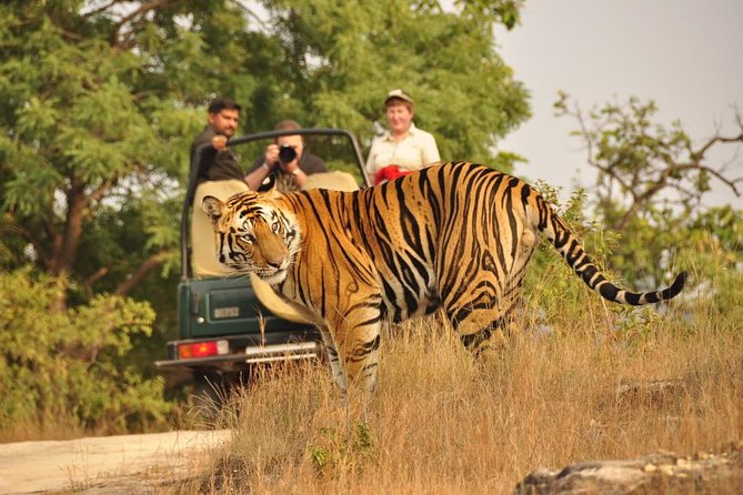 2-Day Ranthambore National Park Tour From Jaipur - Key things that make this tour work
