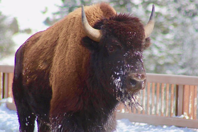 2-Day Yellowstone National Park Upper and Lower Loop Exploration - Starting From Jackson Hole at 7:30 AM: Pickup, Pace, and Small-Group Comfort
