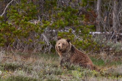2-Day Yellowstone National Park Upper and Lower Loop Exploration - Day 1 Route: Grand Teton Drive to Old Faithful, Prismatic Spring, and Mammoth