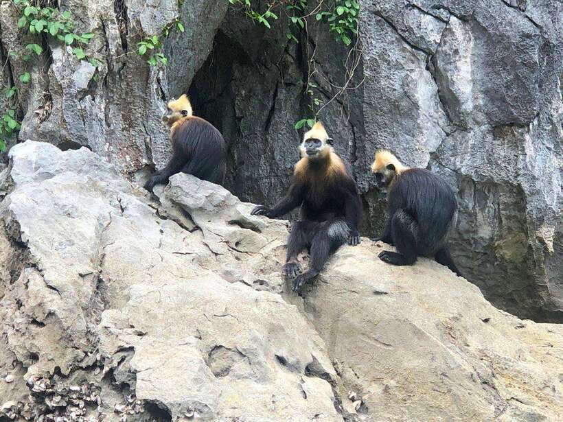 2 Days 1 Night Adventure: Cat Ba National Park, Lan Ha Bay - Lan Ha by Night: Bioluminescent plankton and what changes the outcome