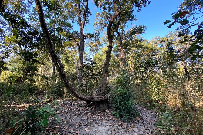 2 Hours Nature Walk in Chitwan National Park - Weather and Timing: The Simple Choice That Protects Your Day