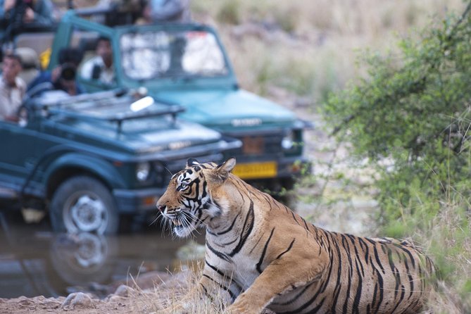 2-Night Private Ranthambore National Park and Wildlife Tour from Delhi - Entering The Delhi to Ranthambore Rhythm