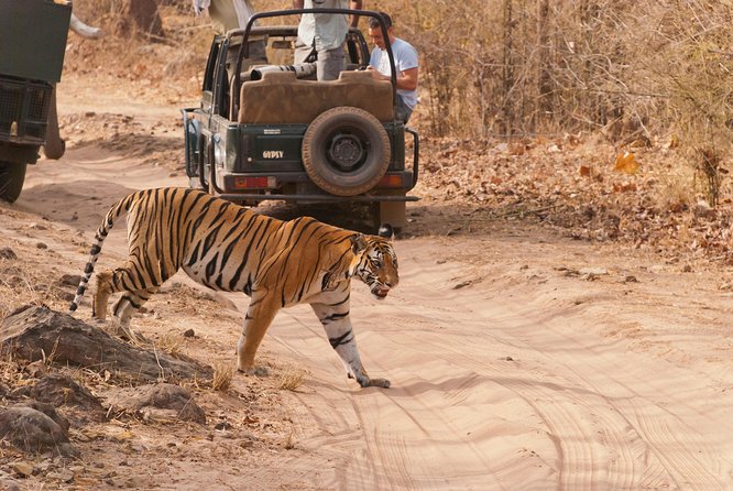 2-Night Private Ranthambore National Park and Wildlife Tour from Delhi - Why Ranthambore’s Fort and Heritage Setting Matters