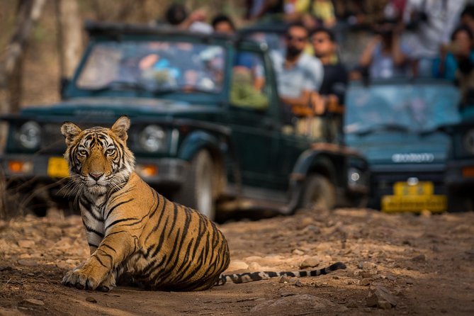 2-Night Private Ranthambore National Park and Wildlife Tour from Delhi - Tips to Improve Your Chances and Your Comfort