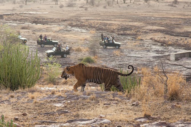 2-Night Private Ranthambore National Park and Wildlife Tour from Delhi - Day 2: The Park Day That Makes or Breaks the Trip