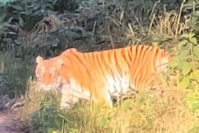 2 Nights 3 Days Chitwan National Park Package with Jeep Safari - Getting there: Kathmandu to Sauraha without chaos