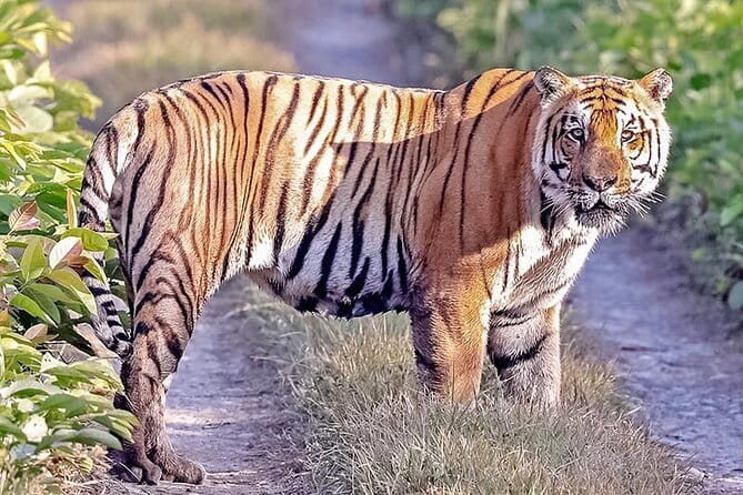 2 Nights 3 Days Chitwan National Park Package with Jeep Safari - Day 2 in Chitwan: jeep safari, canoe time, and guided scanning
