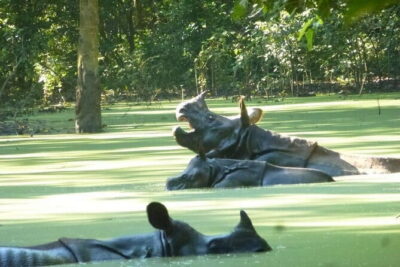 2 Nights 3 Days Chitwan National Park Package with Jeep Safari - Day 1 in Sauraha: hotel lunch and Tharu dance
