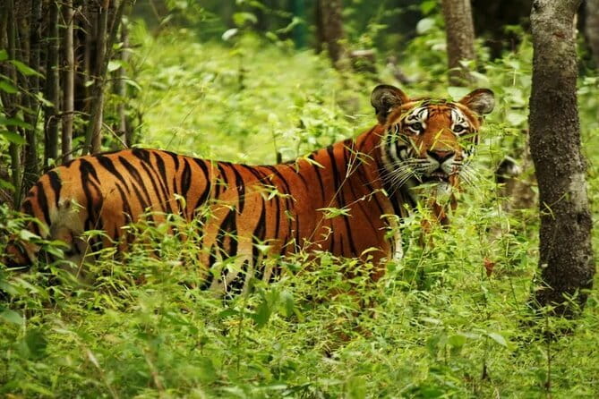 2 Nights 3 Days Chitwan National Park Package with Jeep Safari - How to prepare so you enjoy the wildlife parts more