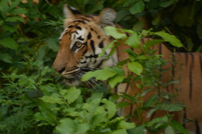 2 Nights Stay at Dhikala Zone in Jim Corbett National Park - Why two nights at Dhikala beat a quick drive-in