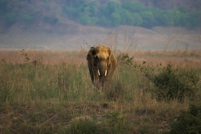 2N Jim Corbett National Park (Dhikala Zone) - Dhikala Core Zone: the tiger hunt starts where it counts