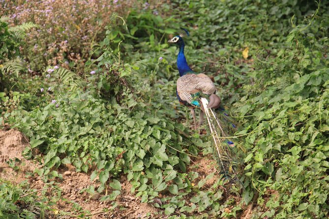 3-Day Chitwan National Park Jungle Safari Tour Package with Pick Up - Day 3 Morning and Return Drive to Kathmandu or Pokhara