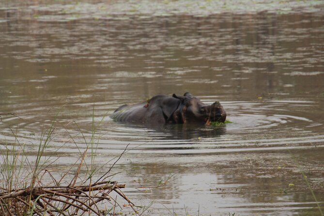 3-Day Chitwan National Park Jungle Safari Tour Package with Pick Up - The Safari Reality: Rhino, Crocs, and Why Tigers Are a Maybe