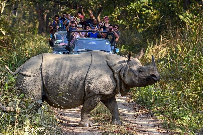 3-Day Chitwan National Park Jungle Safari Tour Package with Pick Up - Bus Transfers and Motion Sickness: What to Plan For