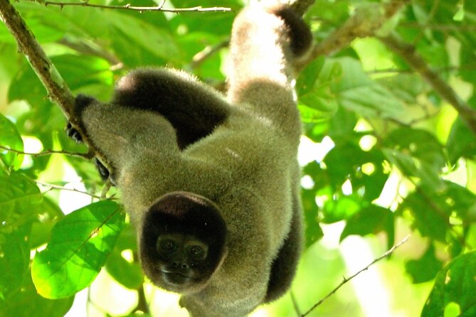 3-Day Eco-Sustainable Private Tour Manu National Park - Key highlights worth getting excited about