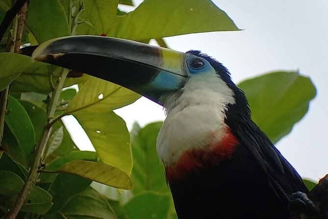 3-Day Eco-Sustainable Private Tour Manu National Park - Cloud forest Day 1: birds, monkeys, and the right kind of walking
