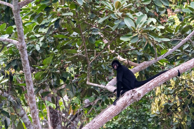 3-Day Eco-Sustainable Private Tour Manu National Park - Day 3 parrot clay lick: the payoff moment before heading back