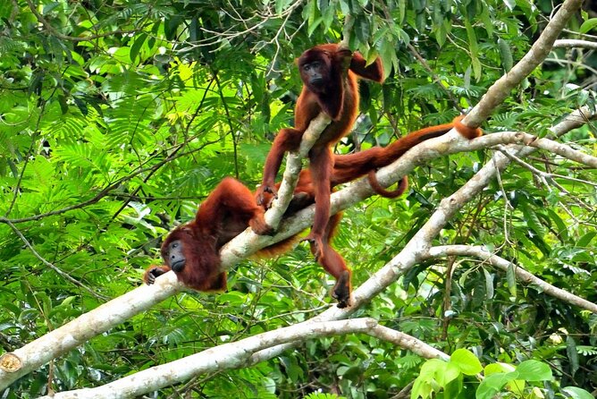 3-Day Eco-Sustainable Private Tour Manu National Park - Guides that spot animals: telescope, binoculars, and calm leadership
