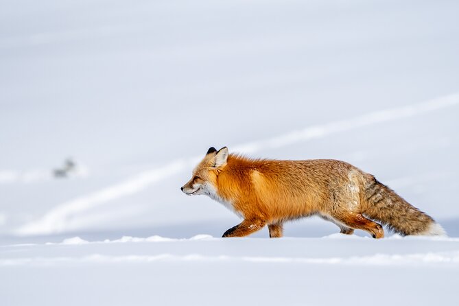 3 Day Guided Wildlife Photography Tour in Yellowstone - Key highlights worth your attention