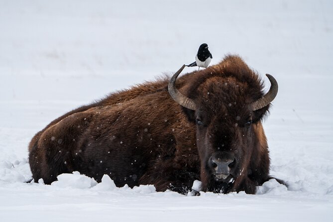 3 Day Guided Wildlife Photography Tour in Yellowstone - Lamar Valley, Cooke City, and why the schedule works