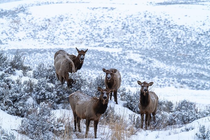3 Day Guided Wildlife Photography Tour in Yellowstone - Wildlife you can reasonably aim for (and the photo skills to match)