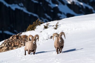 3 Day Guided Wildlife Photography Tour in Yellowstone - Your day on the ground: long Lamar Valley hours, smart midday breaks