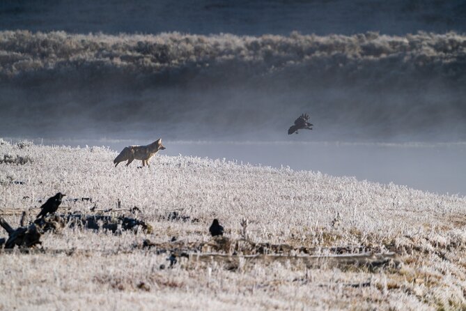 3 Day Guided Wildlife Photography Tour in Yellowstone - Value check: $1,345.50 per person and what you still pay for