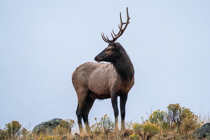 3 Day Guided Wildlife Photography Tour in Yellowstone - When this tour is the right fit