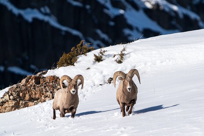 3 Day Guided Wildlife Photography Tour in Yellowstone - Your day on the ground: long Lamar Valley hours, smart midday breaks