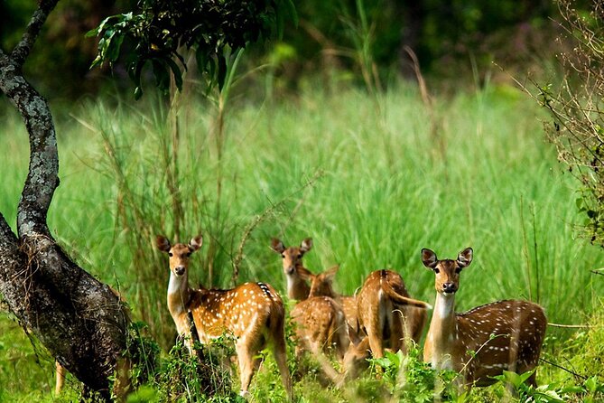 3 Days and 2 Nights Chitwan National Park Safari Tour in Pokhara - Key things you’ll notice on this Chitwan Safari Tour