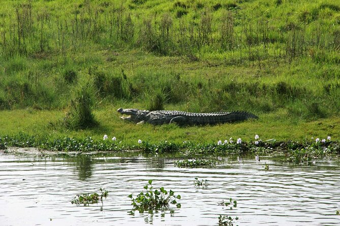 3 Days and 2 Nights Chitwan National Park Safari Tour in Pokhara - Why Chitwan on a short trip hits differently than you expect