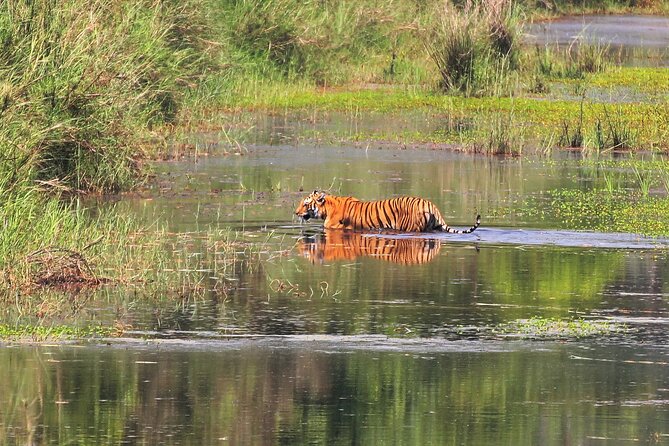 3 Days and 2 Nights Chitwan National Park Safari Tour in Pokhara - Elephant and canoe sessions: different angles, same jungle
