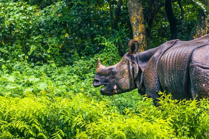 3 Days and 2 Nights Chitwan National Park Safari Tour in Pokhara - Getting there from Pokhara: the transfer plan and what it means for you